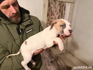  American Staffordshire Terrier - imagine 3