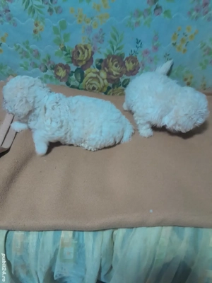 Catelusi dragalai,iubitori și jucăuși!