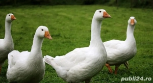 Gâste de vanzare - imagine 2