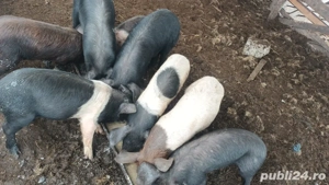 porci de vanzare  - imagine 2
