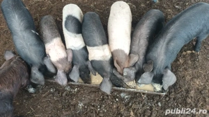 porci de vanzare  - imagine 3