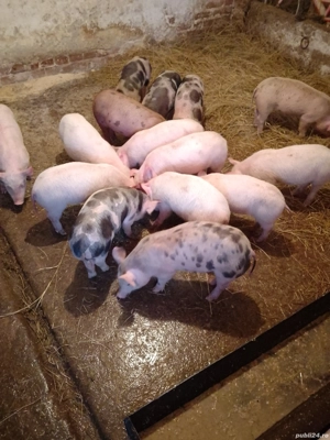 Purcei de vânzare  - imagine 3