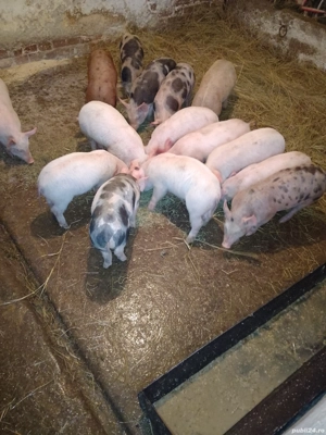 Purcei de vânzare  - imagine 4