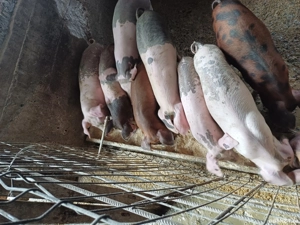 touran de vanzare - imagine 3