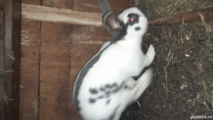 vand pereche de fluture german - imagine 4