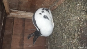 vand pereche de fluture german