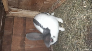 vand pereche de fluture german - imagine 3