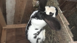 vand pereche de fluture german - imagine 2