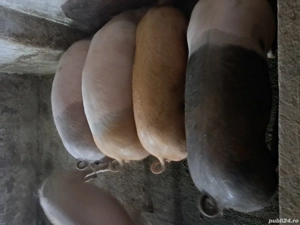 scrofite pentru reproductie 