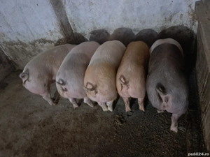 scrofite pentru reproductie  - imagine 2