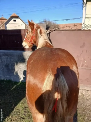 Mânza bună de vânzare 