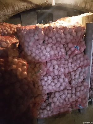 Vand cartofi consum, sămânță  - imagine 3