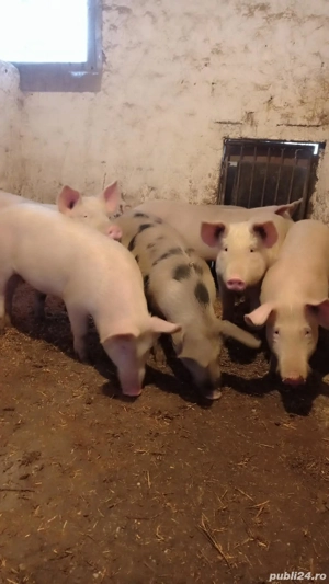 Șoldani rasa Marele Alb 