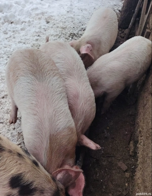 Vând purcei de 9 săptămâni - imagine 2