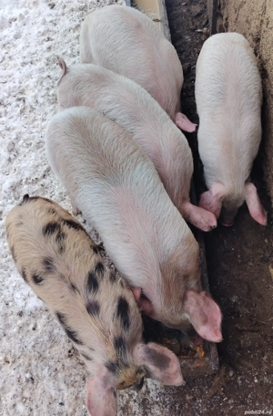 Vând purcei de 9 săptămâni