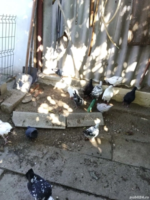 De vânzare porumbei King 