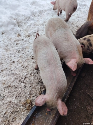 Vând purcei de 9 săptămâni - imagine 3