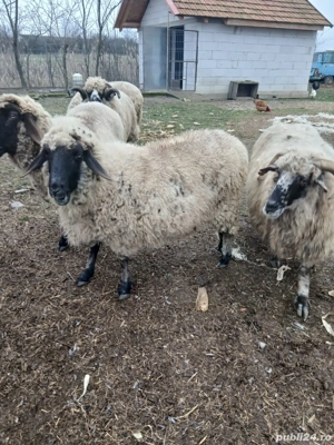 Oi de vanzare - imagine 2