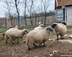 Oi de vanzare - imagine 3