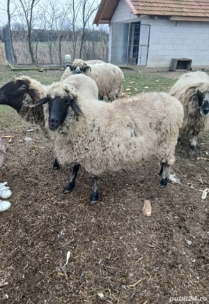 Oi de vanzare