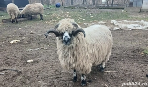 Oi de vanzare - imagine 5