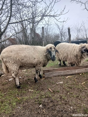 Oi de vanzare - imagine 4