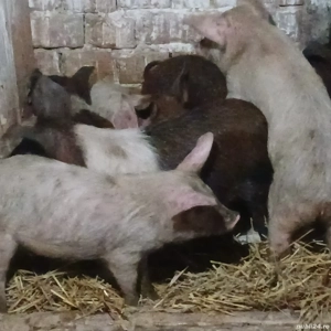 soldani 330 lei - imagine 2