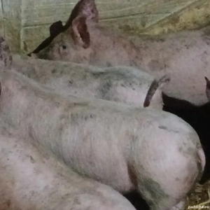 soldani 330 lei - imagine 4