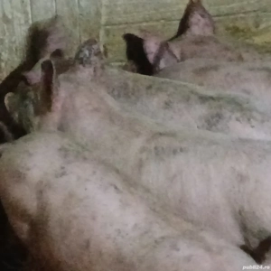 soldani 330 lei - imagine 5