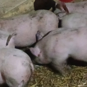 soldani 330 lei - imagine 6