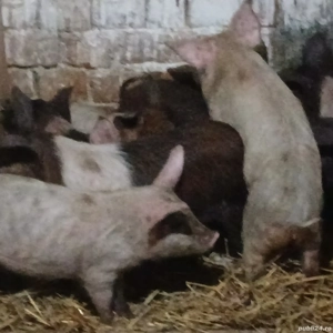 soldani 330 lei - imagine 8