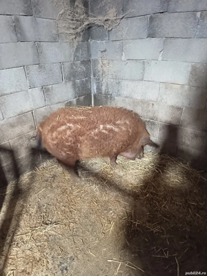 vand purcea mangalița  - imagine 2