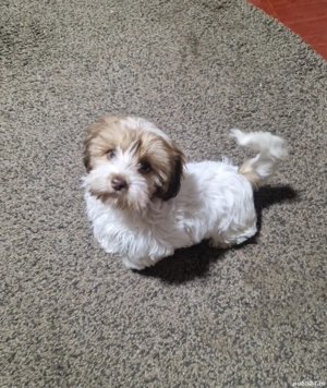 Bishon havanez fetita 