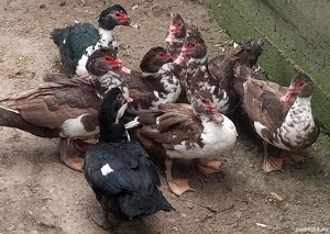 Rațe lesesti mute - imagine 4