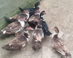 Rațe lesesti mute - imagine 4