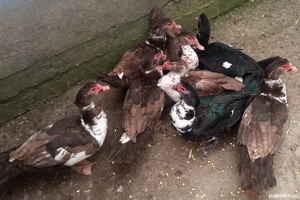 Rațe lesesti mute - imagine 2