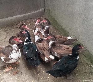 Rațe lesesti mute - imagine 5