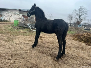 Manz Friesian  Frizian - imagine 2