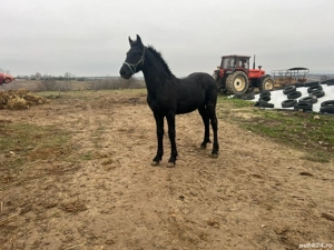 Manz Friesian  Frizian