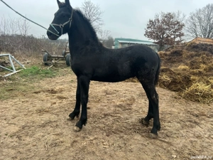 Manz Friesian  Frizian - imagine 5