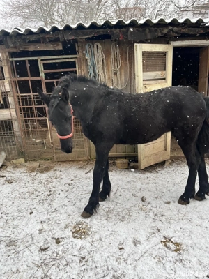 Vand manza Friesian Frizian