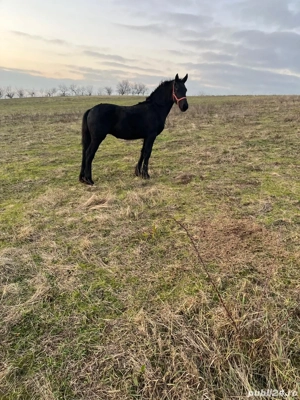 Vand manza Friesian Frizian - imagine 2