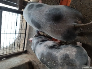 Grăsuni de vânzare!!!! - imagine 2