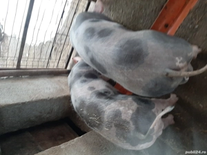 Grăsuni de vânzare!!!! - imagine 3