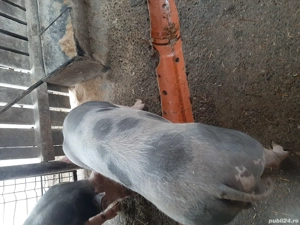 Grăsuni de vânzare!!!! - imagine 4