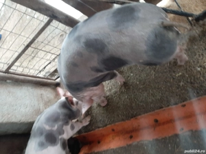 Grăsuni de vânzare!!!! - imagine 5