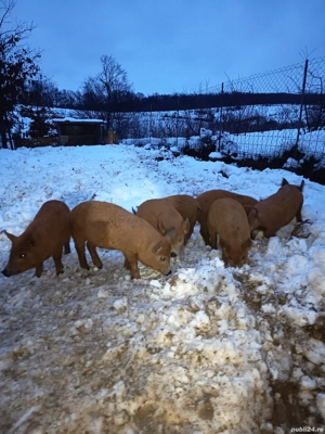 vand purcei mangalița 