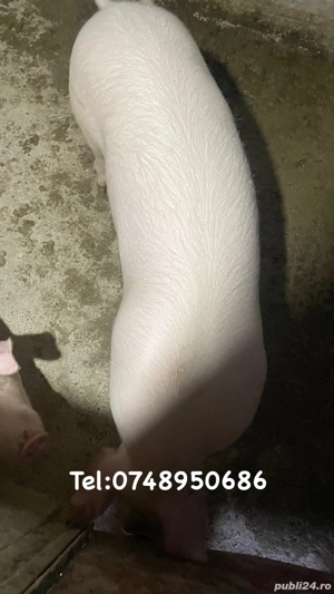 Vând porc(scroafă)