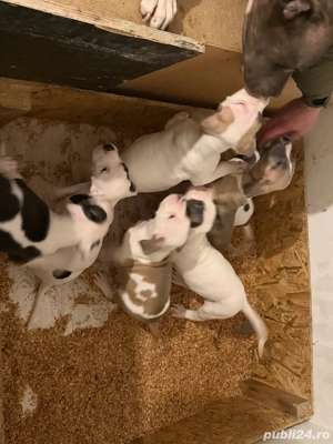  American Staffordshire Terrier - imagine 5