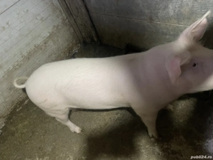 Vând porc(scroafă) - imagine 2